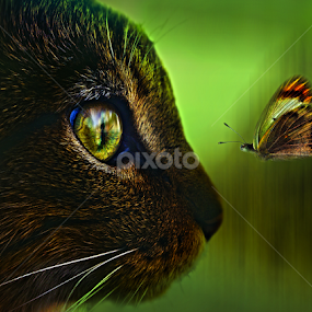 Focus VS Papillon by Moussa Idrissi - Digital Art Animals