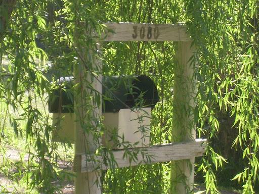 beautiful willow tree