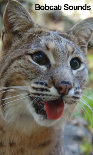 Bobcat Sounds