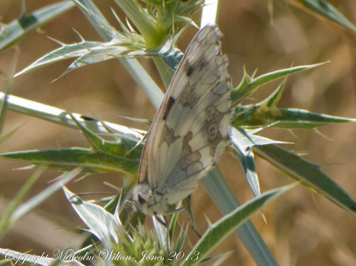 Iberian Marbled White Butterfly