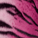 Pink Tiger
