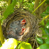 Red Whiskered Bulbul (nestlings)