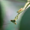 Bordered Mantis