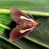 Asota Moth