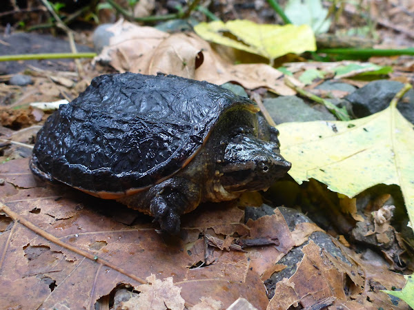 Common snapping turtle (juvenile) | Project Noah