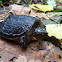 Common snapping turtle (juvenile)