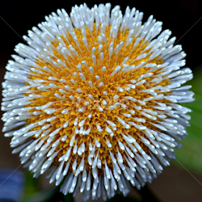by Jyotirmoy Phukan - Flowers Flowers in the Wild