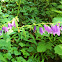 Creeping bellflower