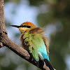 Rainbow Bee-eater