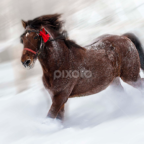 by Dana Corina Popescu - Animals Horses