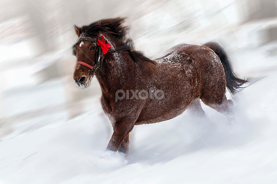 by Dana Corina Popescu - Animals Horses