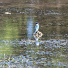 Collared Kingfisher