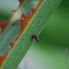 Asian Ladybird Beetle Pupa