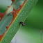 Asian Ladybird Beetle Pupa