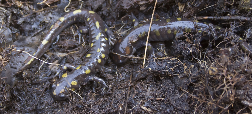 Spotted Salamander 