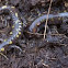 Spotted Salamander 
