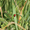 7-spot-ladybird