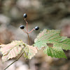 maple leaf viburnum