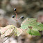 maple leaf viburnum