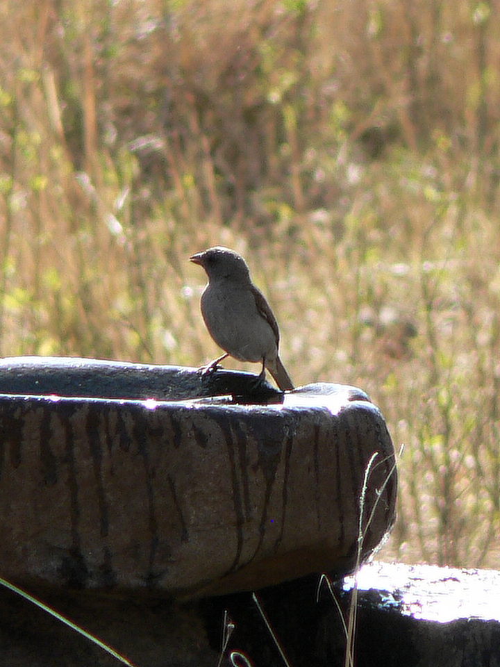 Grey-Headed Sparrow