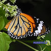 butterfly[monark butterfly]