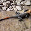 Red headed rock Agama