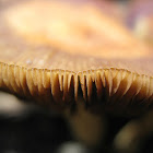 Fungi