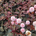 Pink knotweed