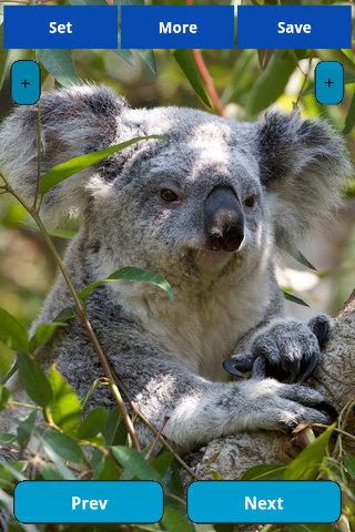 【免費娛樂App】Koala Wallpapers-APP點子