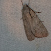 Interrupted Dagger Moth
