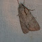 Interrupted Dagger Moth