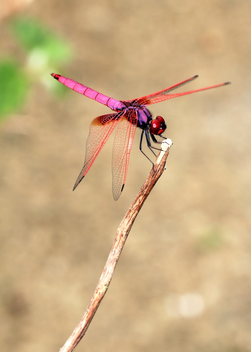 Crimson Dropwing (曉褐蜻)