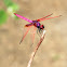 Crimson Dropwing (曉褐蜻)