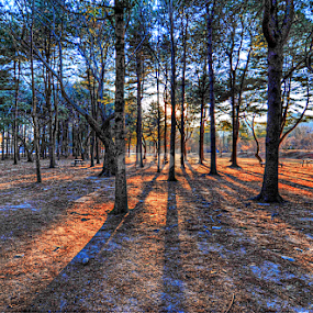 Nami Island by Hussin Mohd Nor - Landscapes Travel