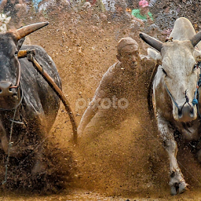 Pacu Jawi by Edwin Prajusa - News & Events Sports