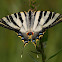 Mariposa (Scarce Swallowtail)