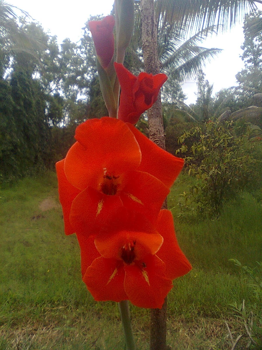gladiolus hybrid
