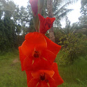 gladiolus hybrid