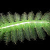Common Baron caterpillar