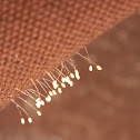 Lacewing eggs