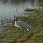 White Ibis