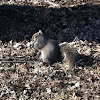 Eastern Gray Squirrel