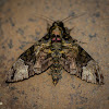 Fulvous Hawk Moth