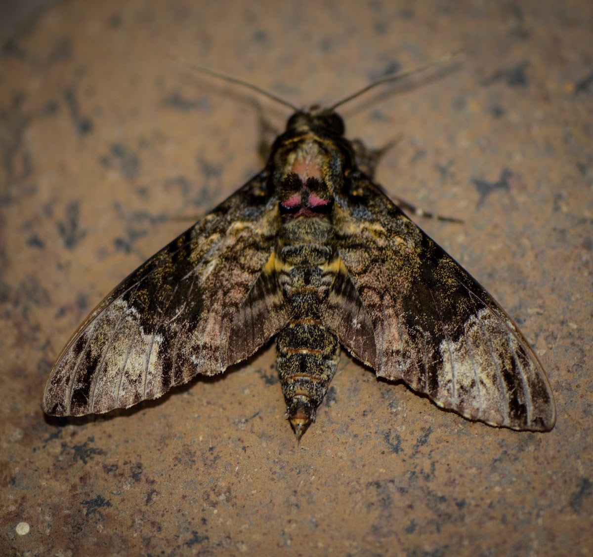 Fulvous Hawk Moth