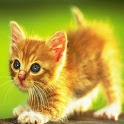 3D cute cat 7 logo
