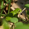 (European) tree frog