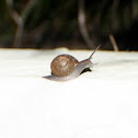 Snail of Florida