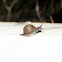 Snail of Florida