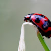 Ladybug beetle
