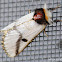 Black Spot Moth (Male)